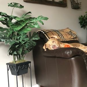 Meet your Posher, Dana